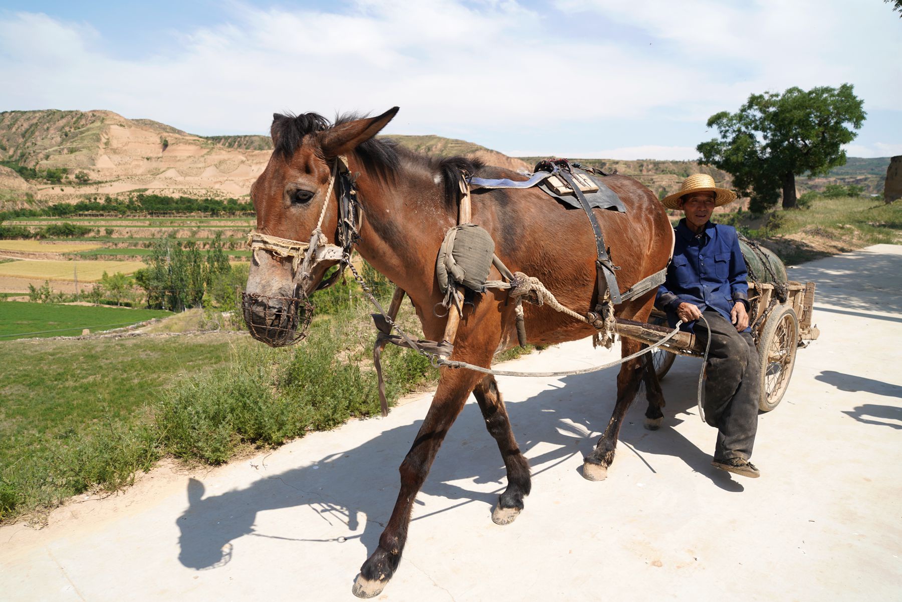 亩的责任田,他们20年前花了2000元买下这头大骡子就是为了帮着种庄稼