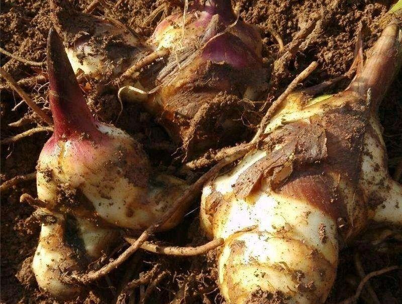 农田里的芭蕉芋以前喂猪现在人吃已经很少见了