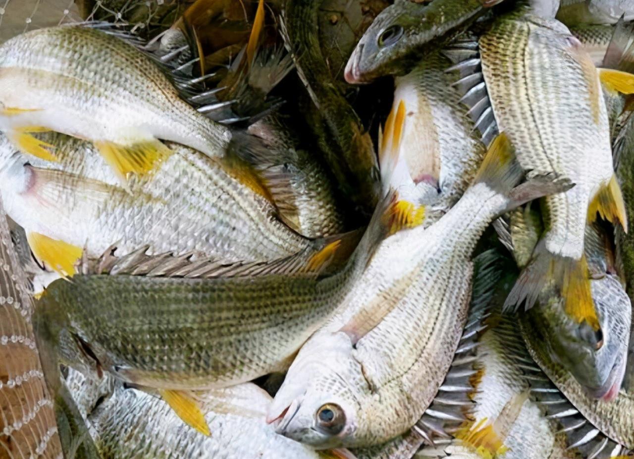 上市场买鱼,就挑这4种,肉厚刺少,味道鲜美,孩子爱吃父母放心