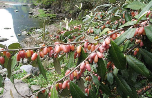农村5月成熟的4种野果,儿时常摘来当零食吃,见到可别错过了