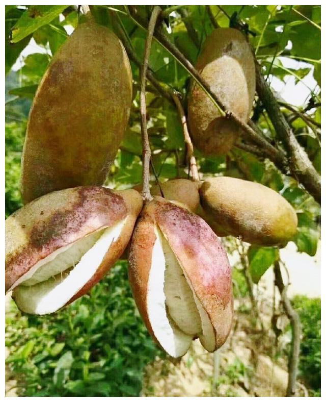 河南信阳金秋九月收获的季节老家的丰富物产你可还认识