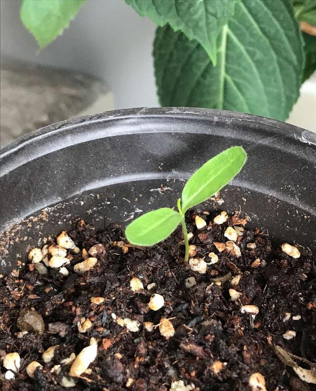 然后把盆栽放在通风阴凉处,温度在15摄氏度以上,蓝雪花的种子一个月就