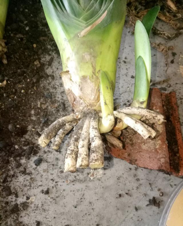 养君子兰我见过最狠的促花方法断根促花法开花爆盆啊