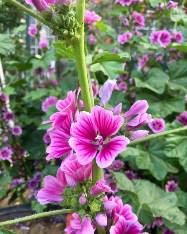 不娇气的锦葵花,地栽盆栽都能养好,开花仙气飘飘超美的