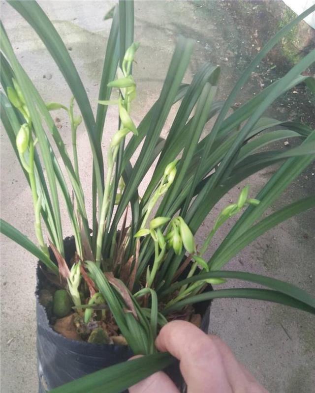 最便宜的兰花“大凤素”,每年多次开花,浓香扑鼻,新手养兰必选__财经头条