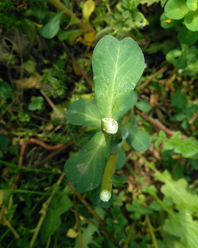 泽漆,折断茎叶就流出白色乳汁,注意不要当野菜吃,有毒_高清图集_新浪