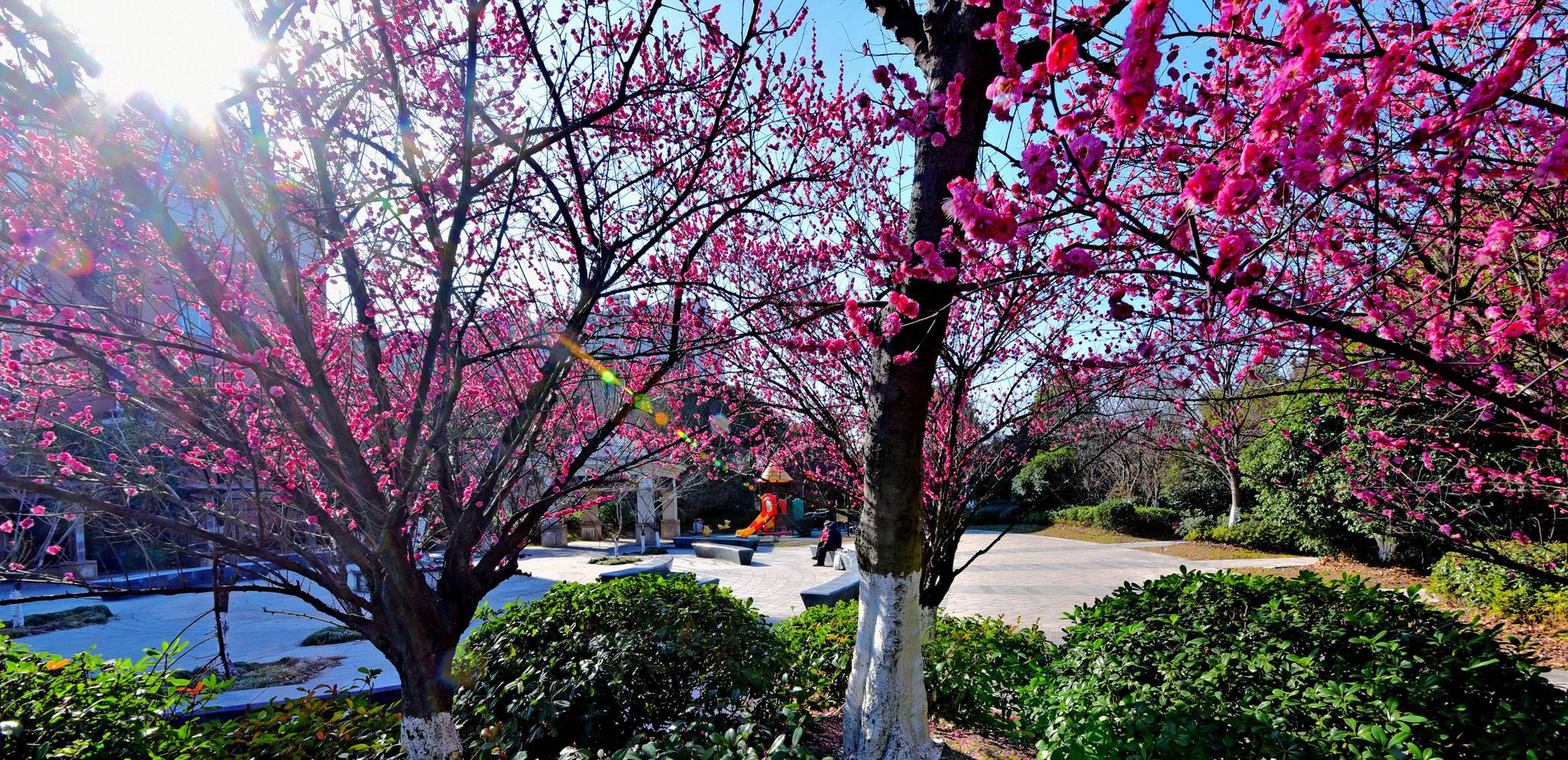 早春二月东北塘,暖意融融好春光.
