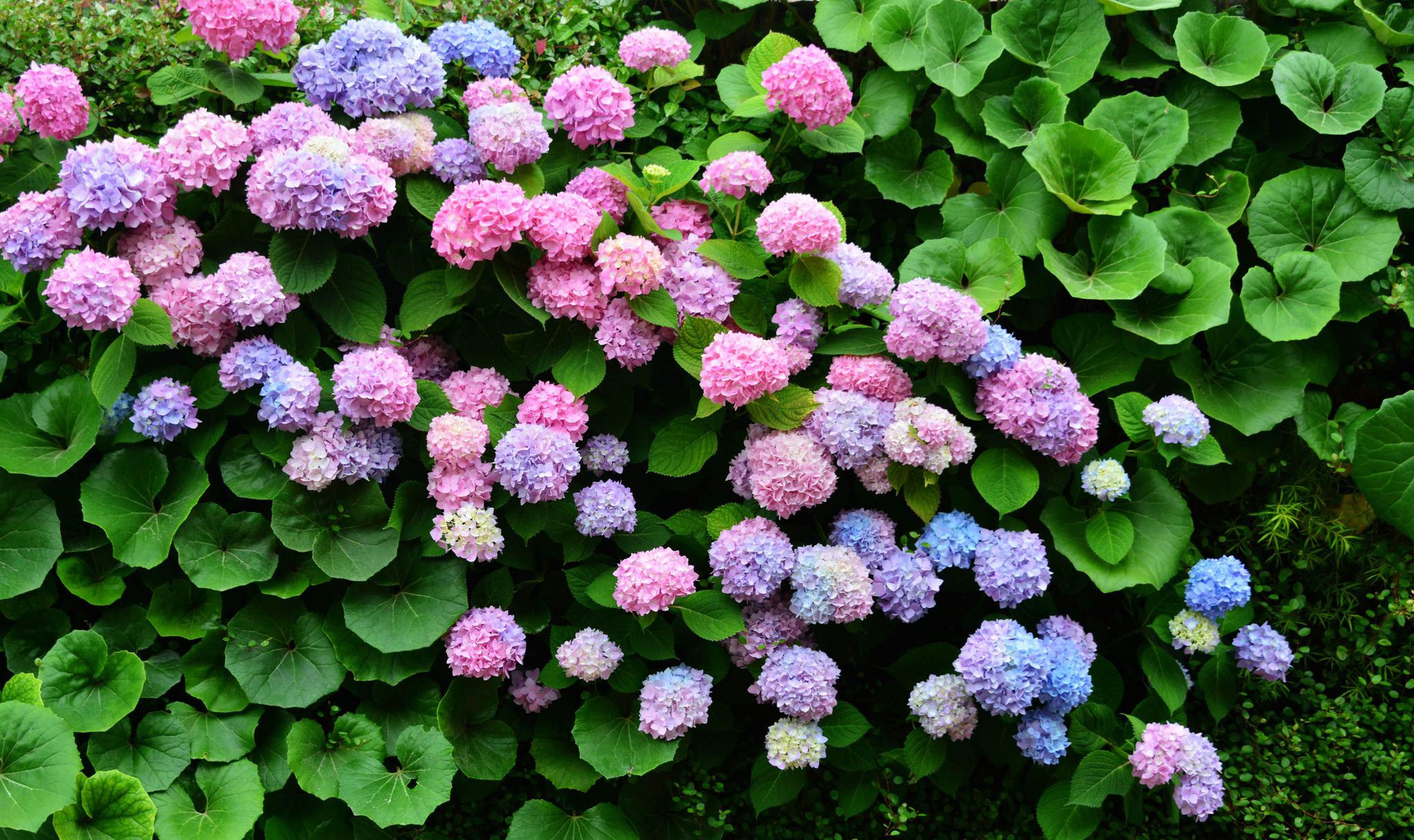 美颜的绣球花墙,江苏无锡锡山区东北塘东方天郡幼儿园.