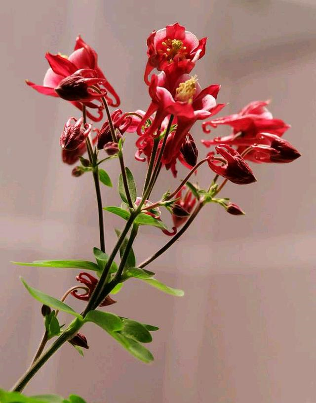 这种 花 花姿绰约 空灵飘逸 万紫千红中 唯它 一枝独秀 花姿 耧斗菜 盆栽 新浪新闻