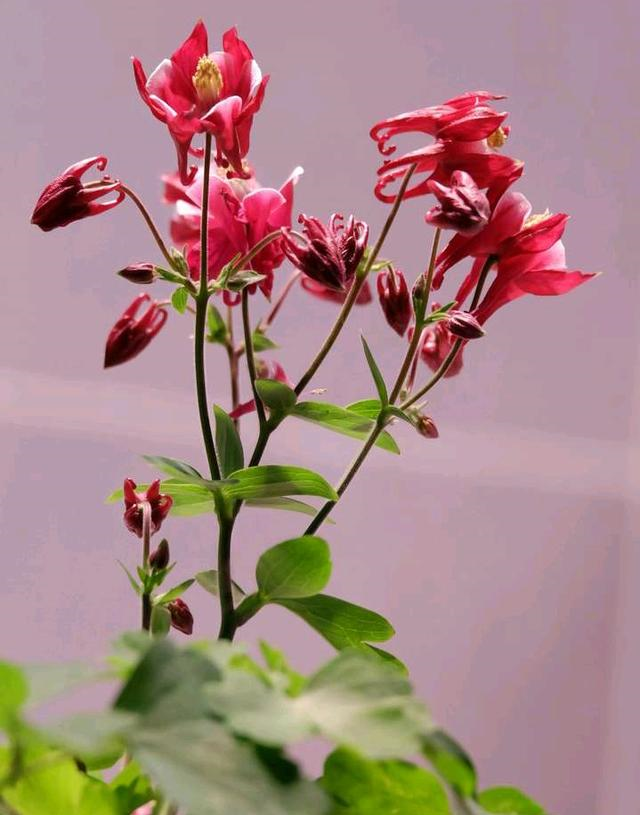 这种 花 花姿绰约 空灵飘逸 万紫千红中 唯它 一枝独秀 花姿 耧斗菜 盆栽 新浪新闻