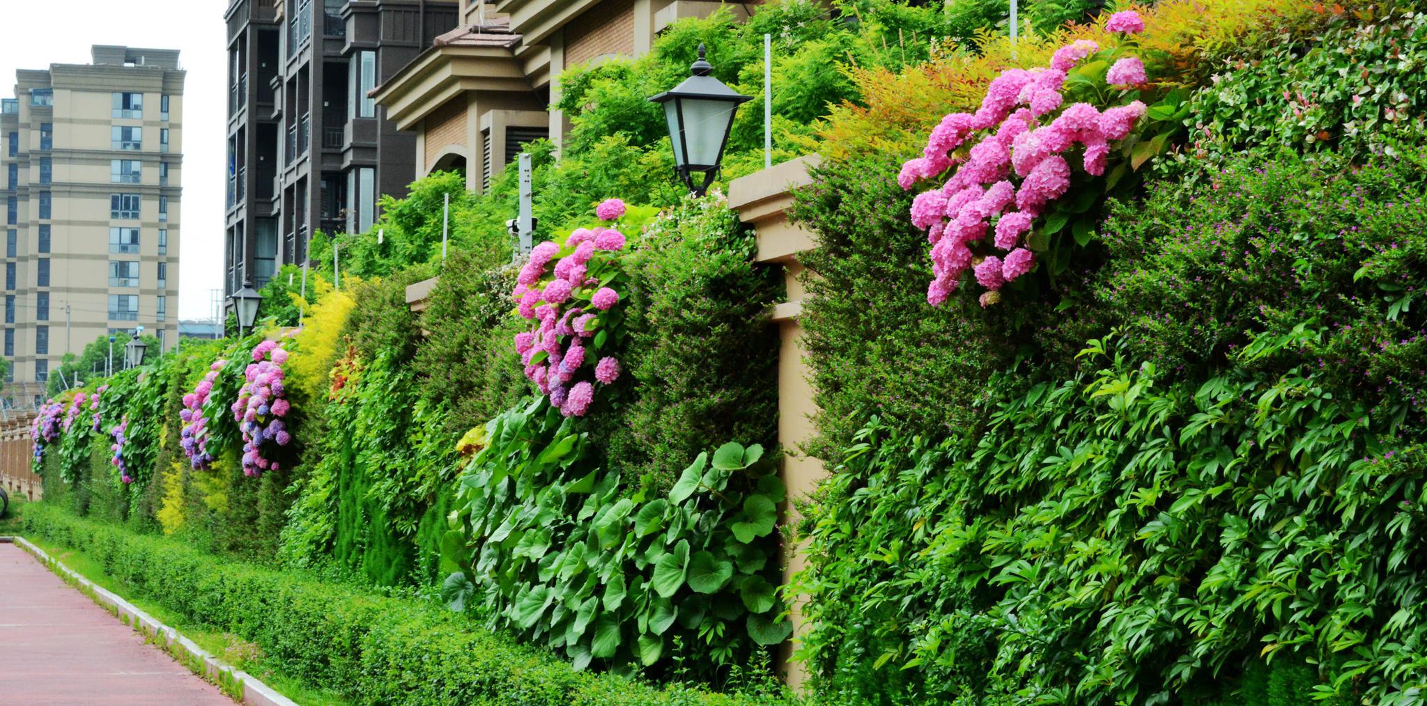 美颜的绣球花墙,江苏无锡锡山区东北塘东方天郡幼儿园.