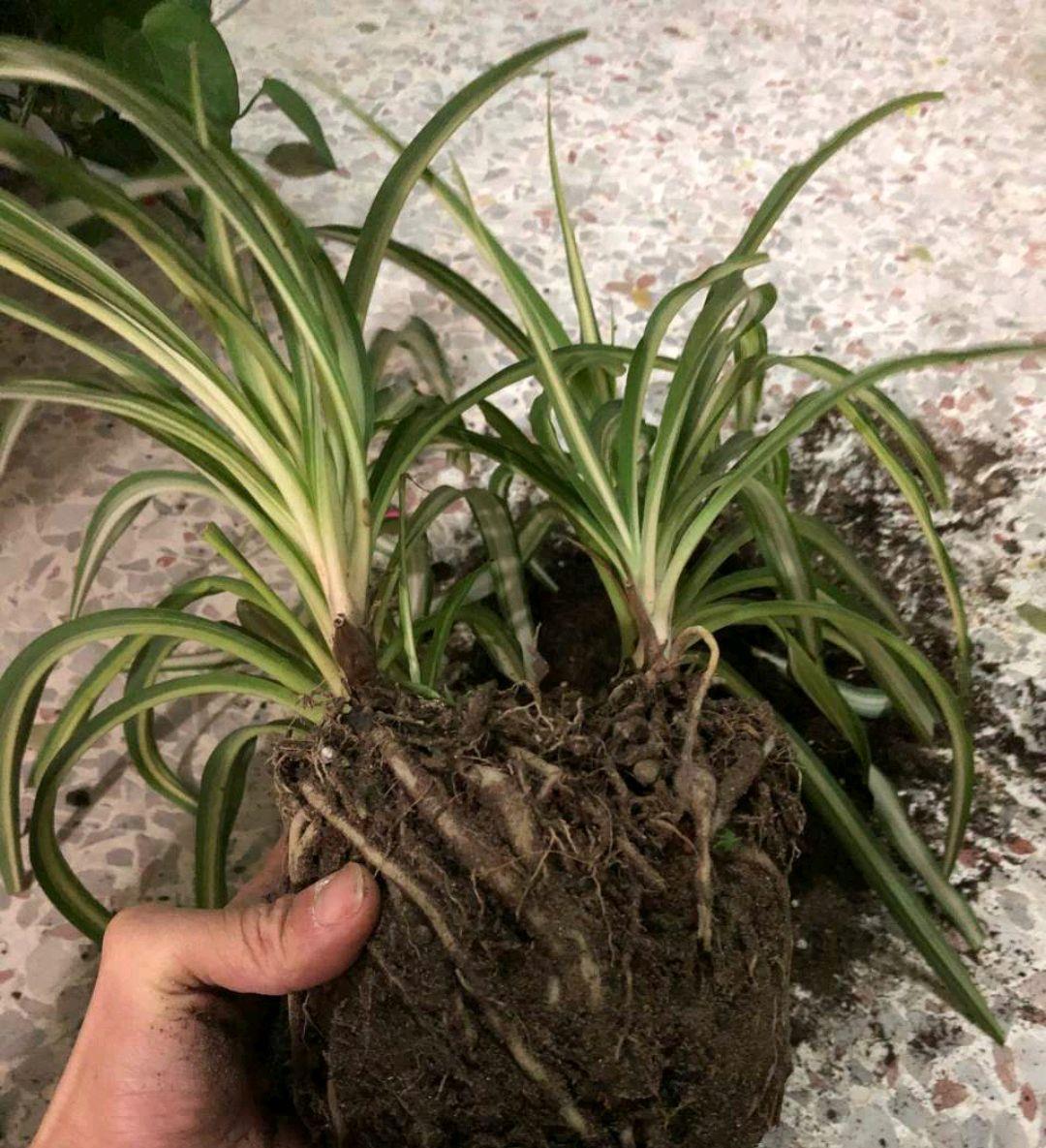 吊兰根茎已经爆盆,想给吊兰换盆,需要打散分株还是换大盆?