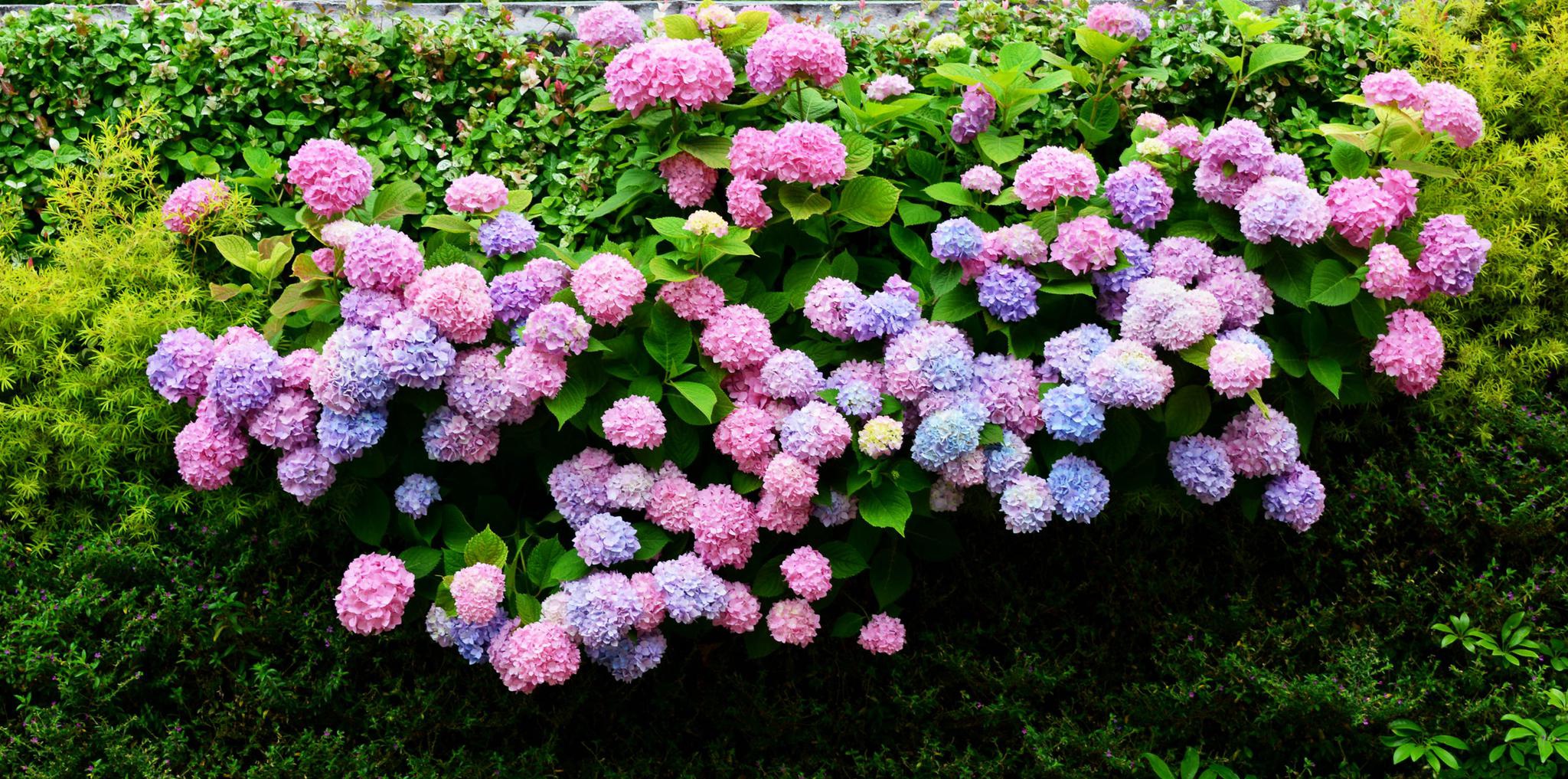 美颜的绣球花墙,江苏无锡锡山区东北塘东方天郡幼儿园.