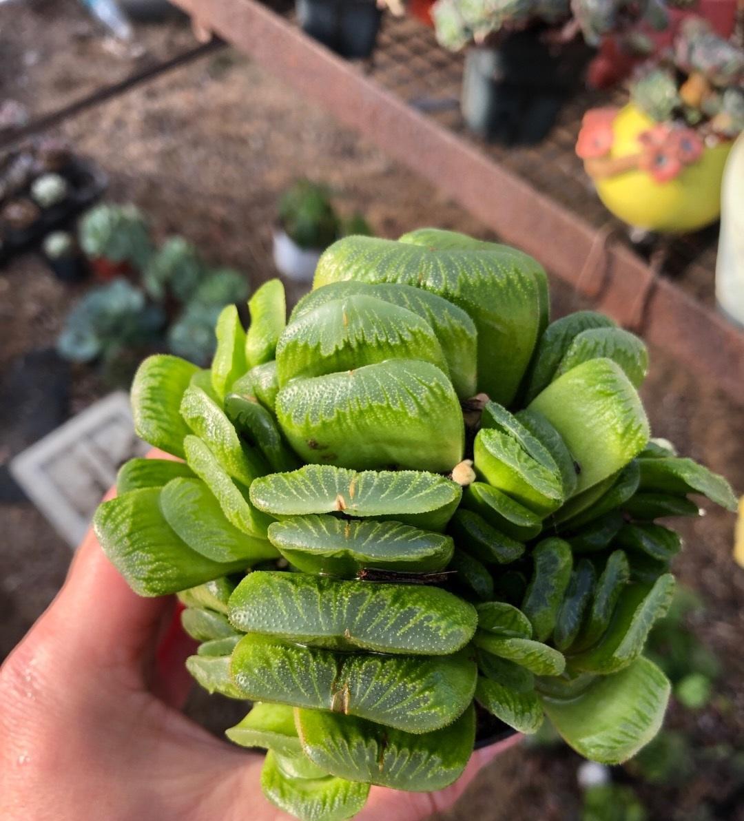 养了4年的草玉扇变成大群生1棵分成7棵越看越霸气