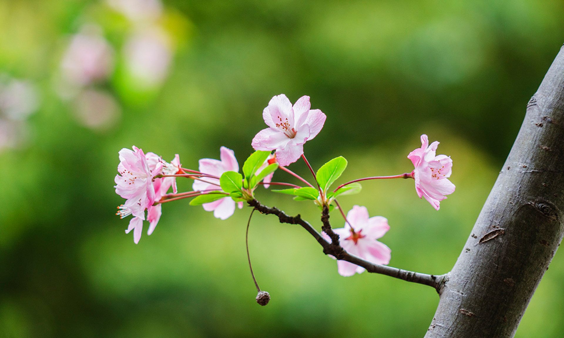 冬去春来,善解人意的海棠花开了_高清图集_新浪网