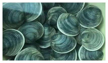 蛤叉学名叫蓝面镜蛤,它是一种双壳贝类,盛产大连庄河,它们都生一长在