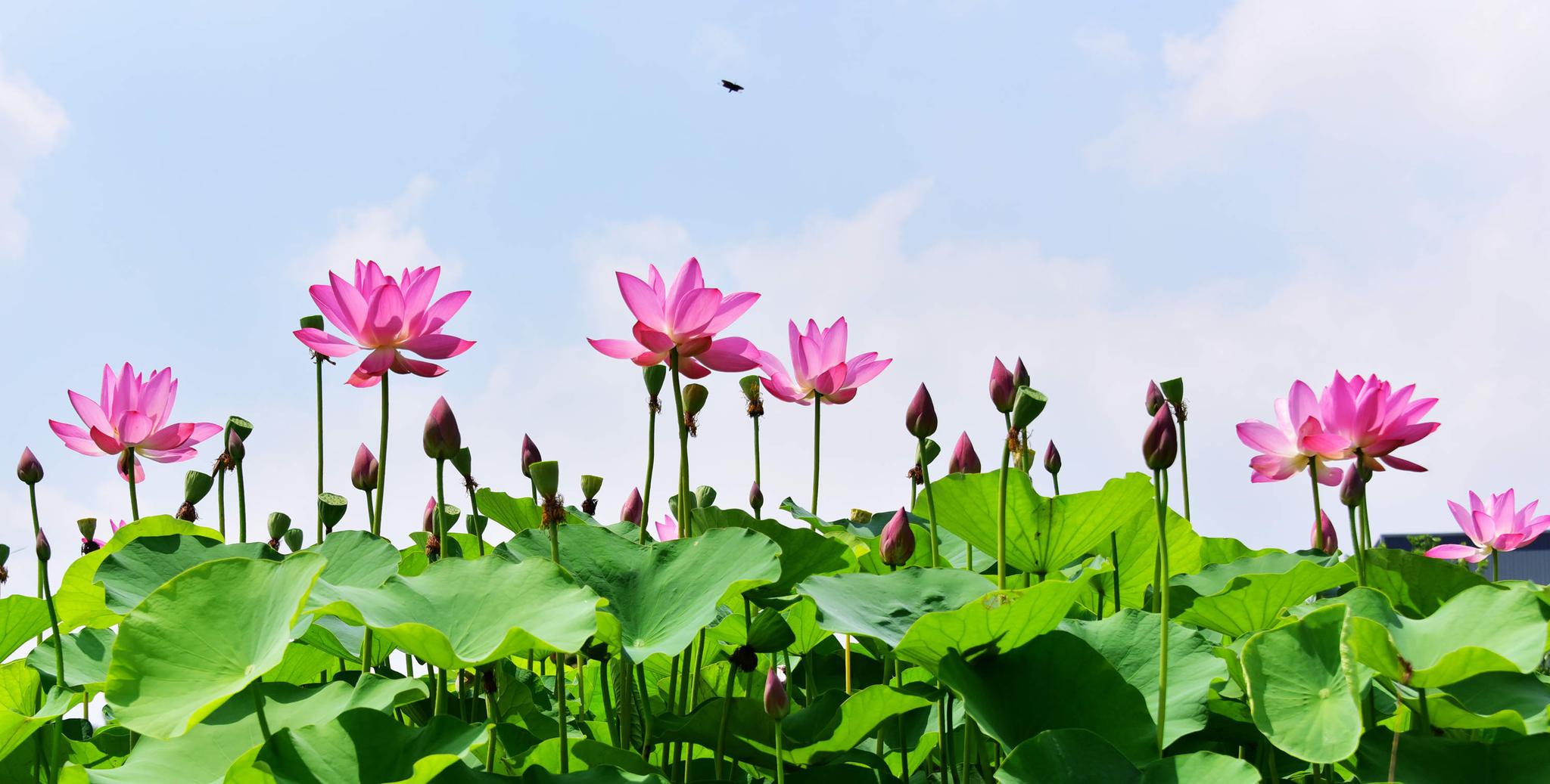 映日荷花别样美2021年06月29日江苏无锡锡山开发区科创园