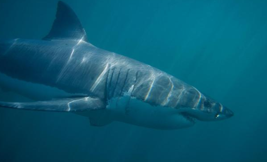 以确认，千万网红提子食用大白鲨被抓，或将面临10年监禁休闲区蓝鸢梦想 - Www.slyday.coM