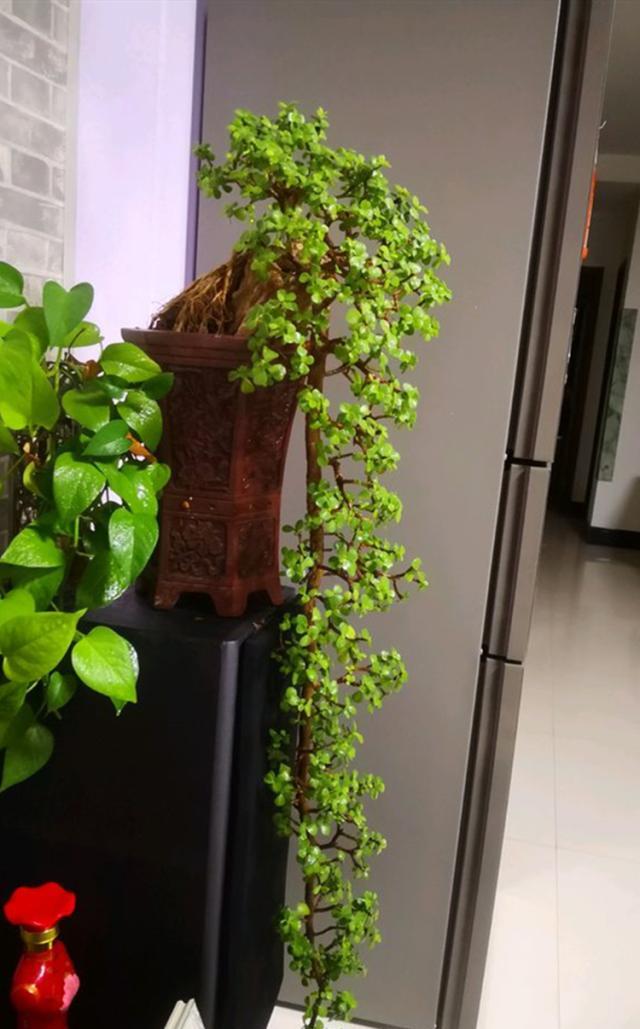 如何养出一盆悬崖式的金枝玉叶?这样做,造型超美