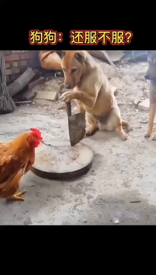 狗子看到我手里的刀了吗不听我的话那你可要小心一点了