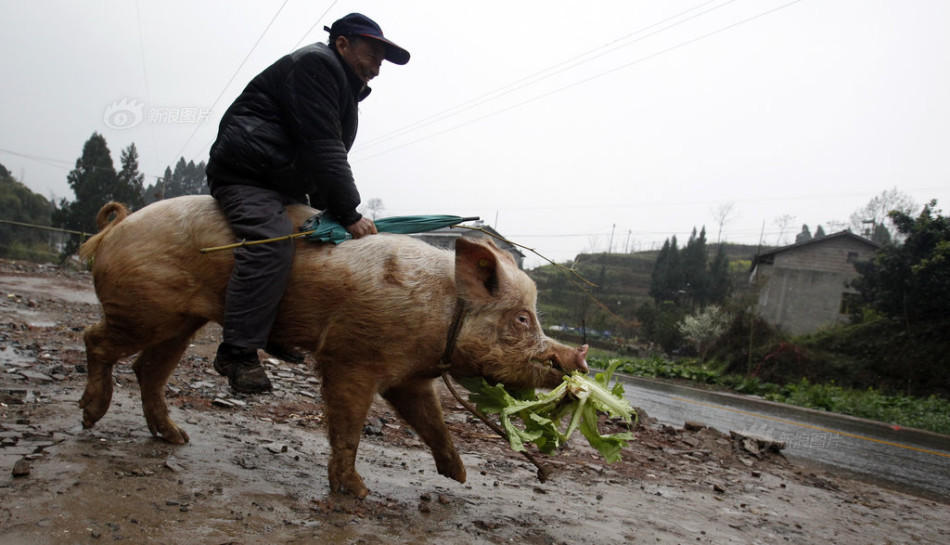 老汉骑500斤猪上街,吓坏路人,老汉乐得合不拢嘴