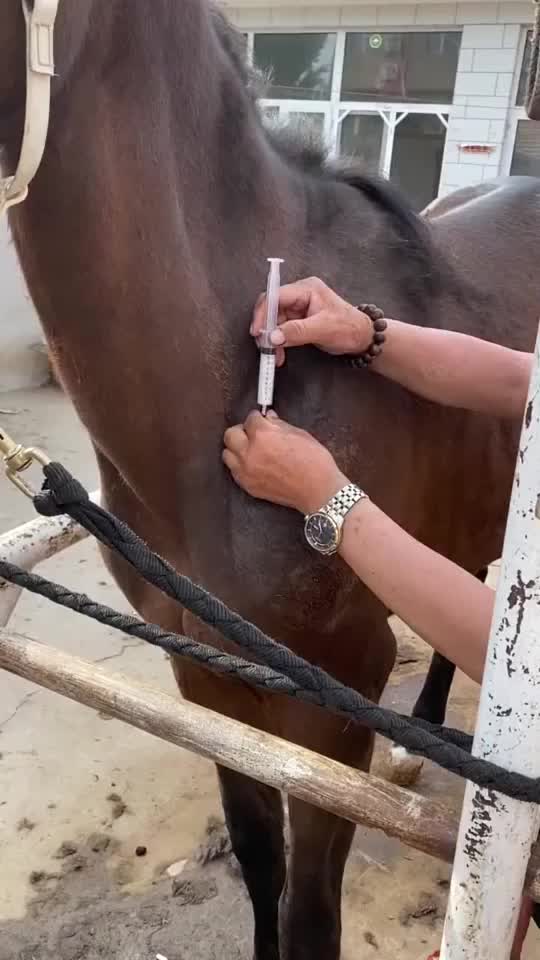 牧民这样给马打针,看到马儿的反应,我也忍不住笑了!