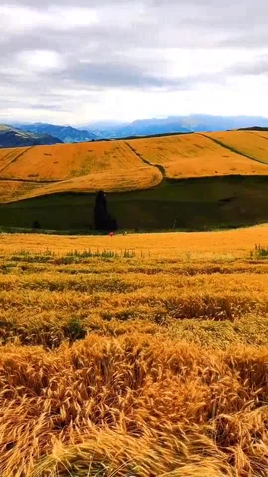 伊稀的一首放弃唱碎了多少人的心好听哭了