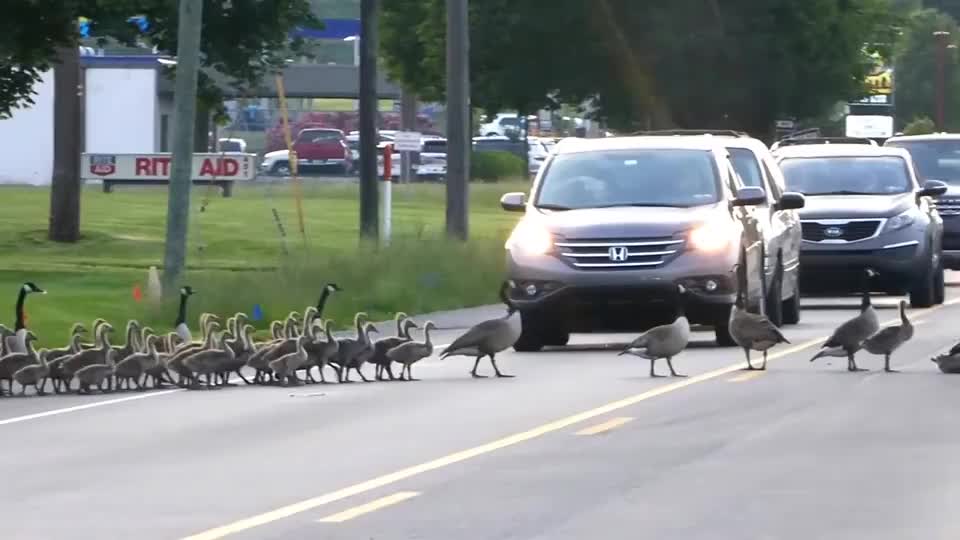14只鸭子过马路,队伍整齐还懂得走斑马线,太聪明了!