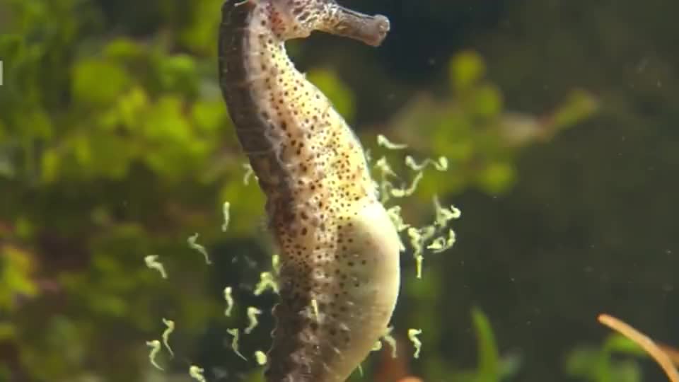 01:父行母责爸爸产子的动物 海马的繁殖方式与众不同