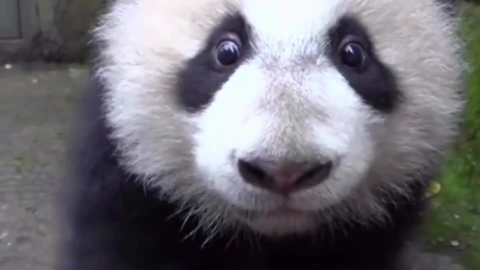 熊猫这迷离的小眼神请注意自己的血槽