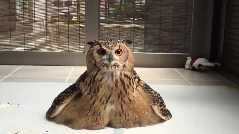 展现绝技的猫头鹰,头还可以这样转?