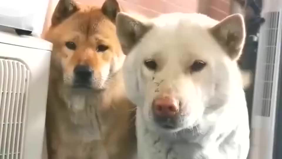 中华田园犬 兄弟他睡着了 我们要不要溜走 中华田园犬 兄弟他睡着了 我们要不要溜走