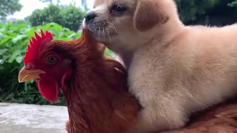 母鸡从小把狗狗带大整天背着狗狗到处玩眼前的一幕非常有爱