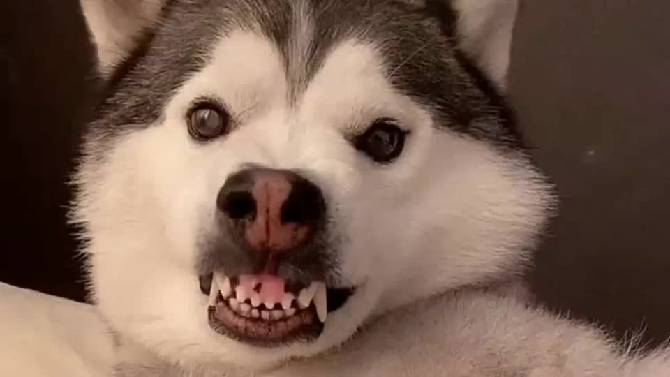 喜欢装凶龇牙咧嘴的二哈,它不把女主人放在眼里,真是给脸不要脸