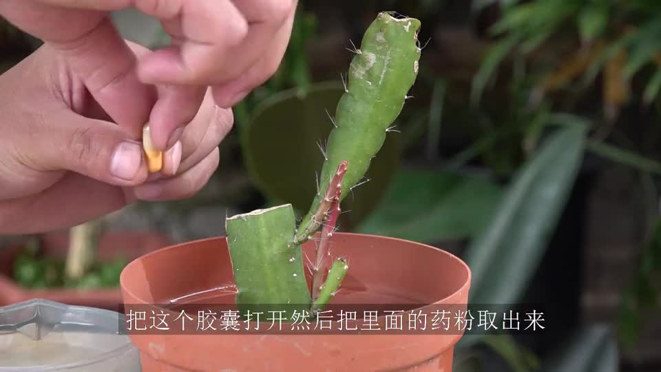 老花农扦插令箭荷花会用一粒胶囊是什么原理