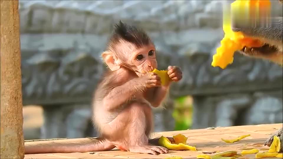 看到芒果流口水,小猴子吃东西的模样真霸道,到底和谁学的