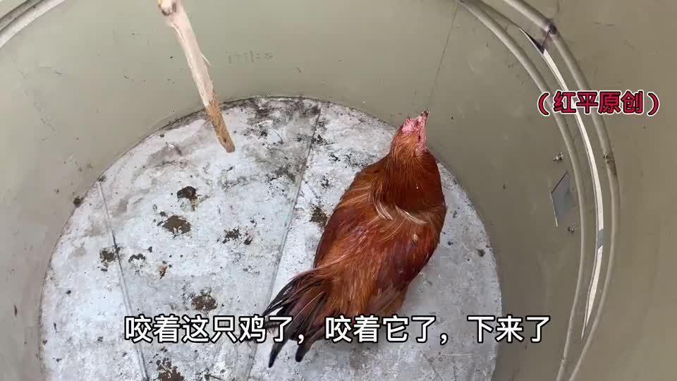 这么凶猛的一只蜈蚣大战公鸡,让人意想不到,蜈蚣会大获全胜?