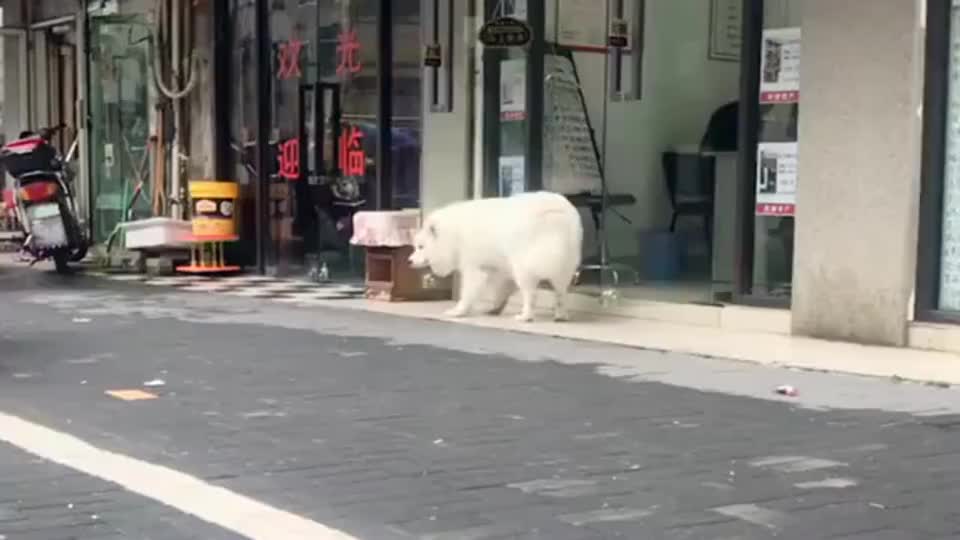 其实狗狗听得懂人类的语言，比如来吧，进去，滚，火腿肠