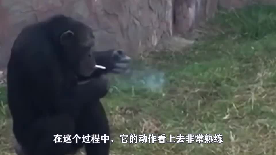 男子趁河豚吸气时，给它点了根烟，镜头拍下搞笑画面！