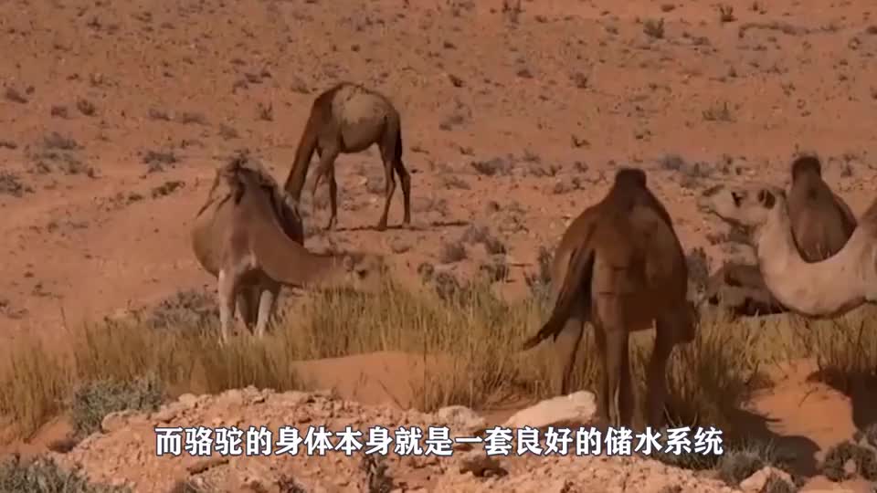 骆驼的驼峰全是水？用刀子残忍割开，才知道全藏着这“东西”！