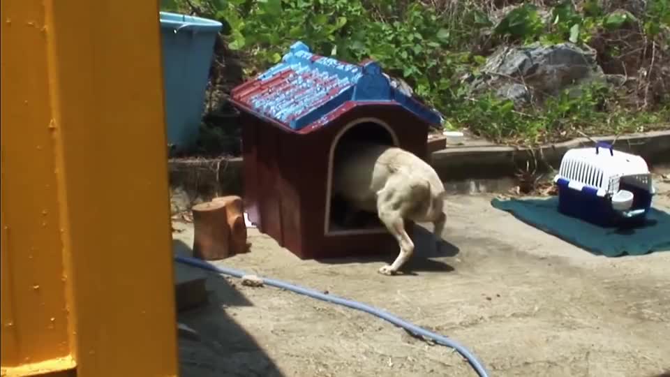 身上还有脐带的幼犬，被卡在石头缝之间，众人合力能否救援成功