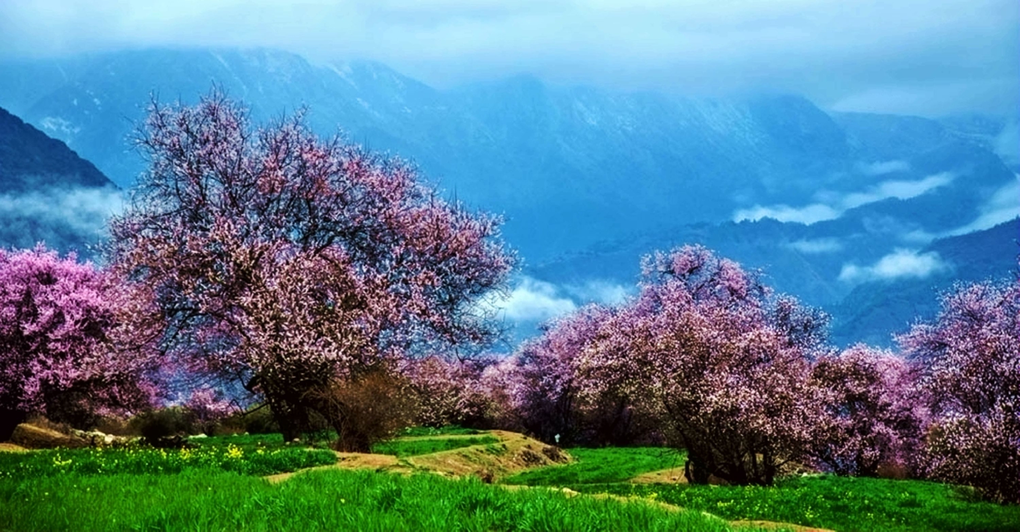 雪域西藏林芝桃花盛开似仙境 --孙承武摄影