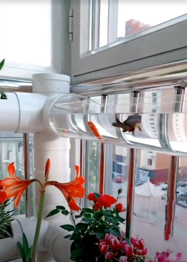 去朋友家参观,被她家阳台圈粉了,塑料管养花养鱼回家我也弄一个