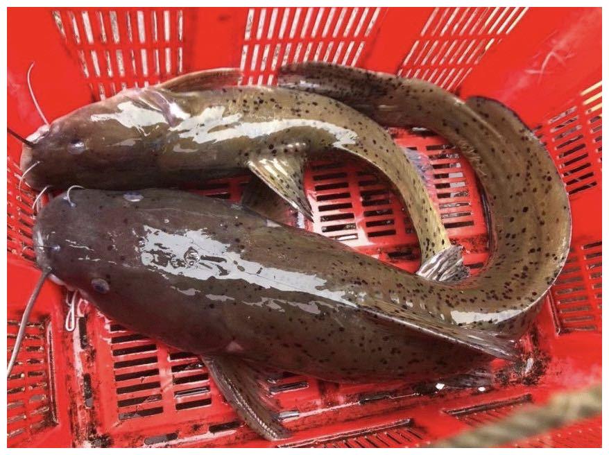 价格不菲,具体多少没有问,听说要好几百块钱一斤