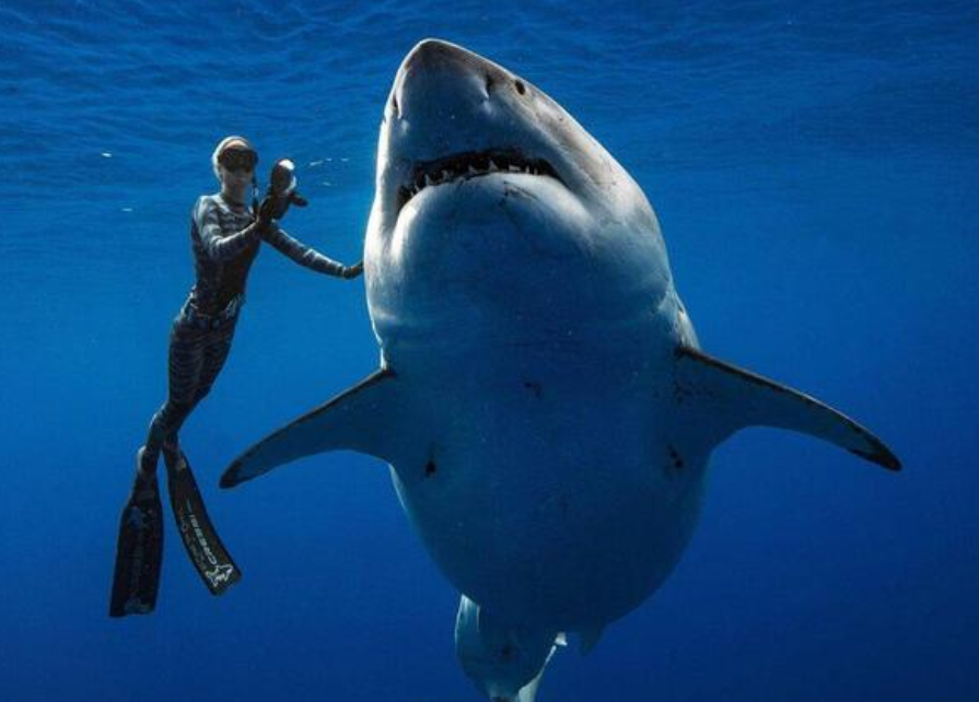 以确认，千万网红提子食用大白鲨被抓，或将面临10年监禁休闲区蓝鸢梦想 - Www.slyday.coM