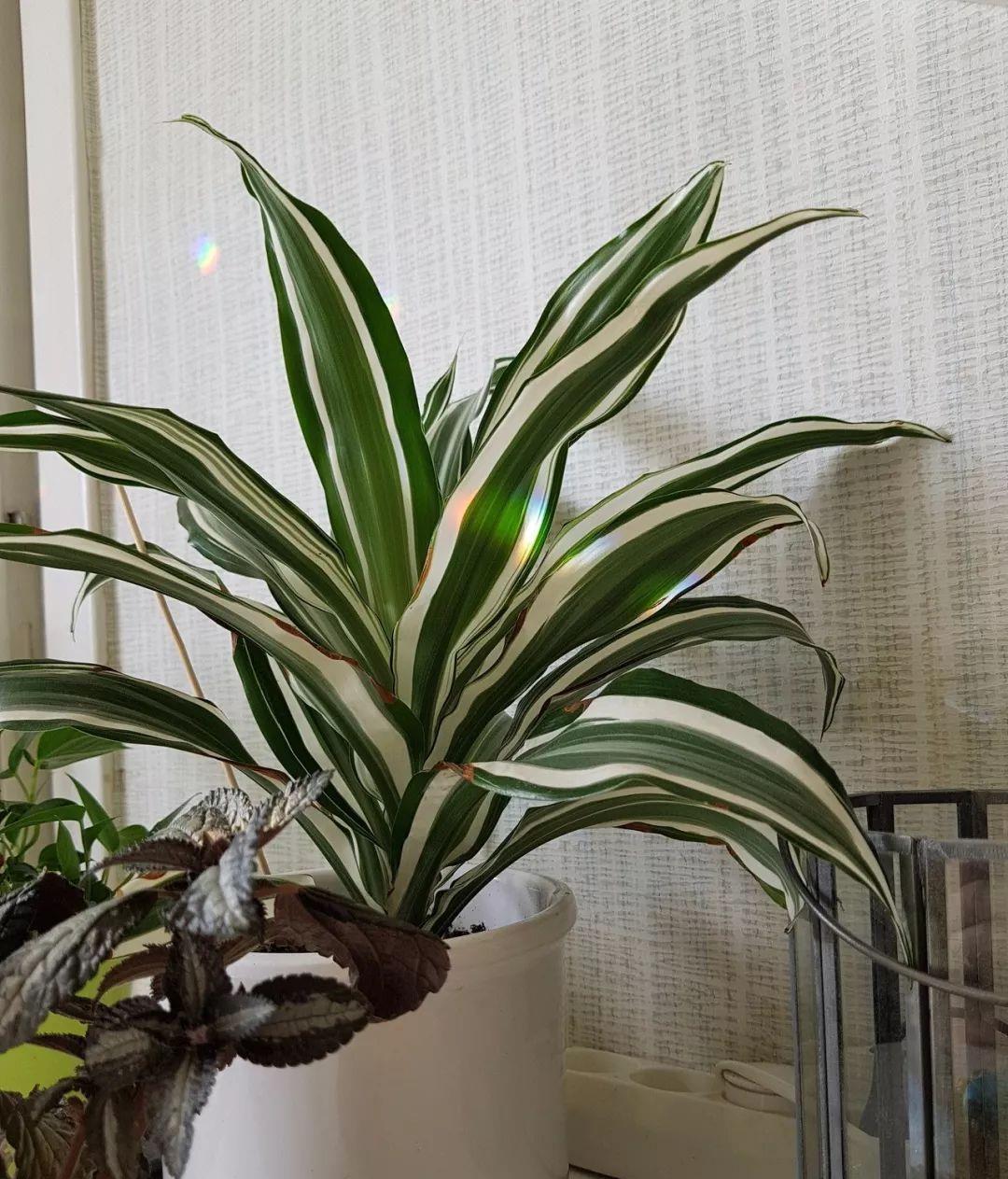 常见的几种龙血树属植物特容易混淆还容易被误以为是竹子