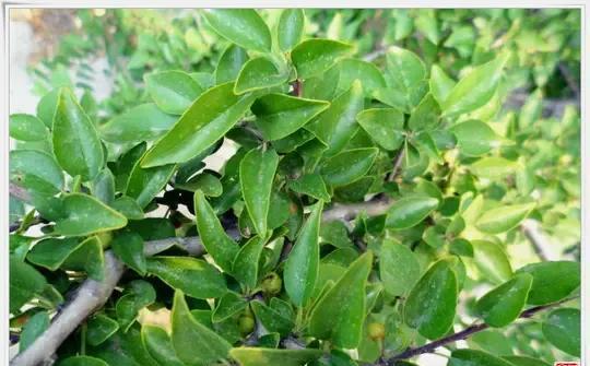 柳叶鼠李我们叫黑格兰叶香当茶喝根好做根雕