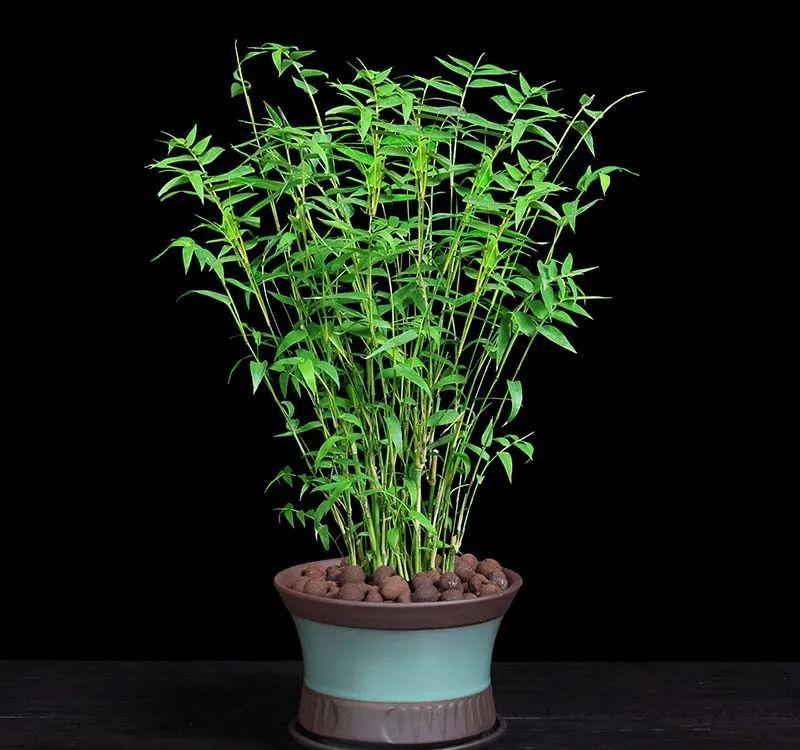 一种能养在桌上的迷你竹子清新雅致比花还好看