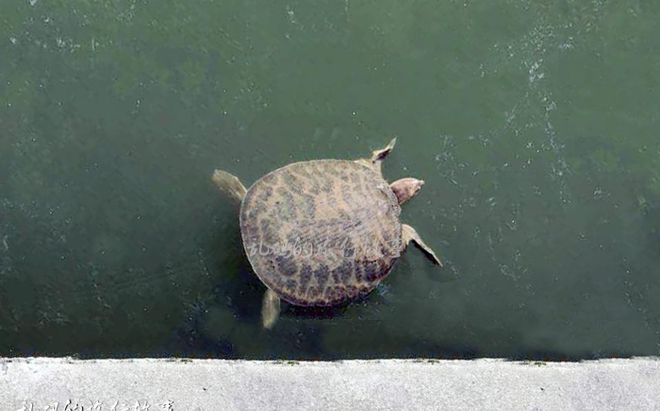 供养濒临灭绝巨鼋,被誉为"吴门首刹"却少有游客|寺庙|鼋|西园寺_新浪