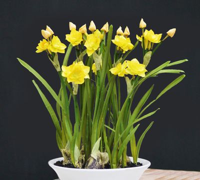 浪漫之花 水仙花绿裙青带 亭亭玉立 清雅脱俗 清香馥郁 浪漫之花 水仙花绿裙青带 亭亭玉立 清雅脱俗 清香馥郁